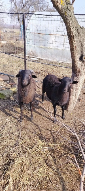Vind oițe de carne, au sase luni sunt pereche fata și baiat - imagine 3