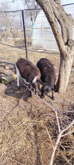 Vind oițe de carne, au sase luni sunt pereche fata și baiat