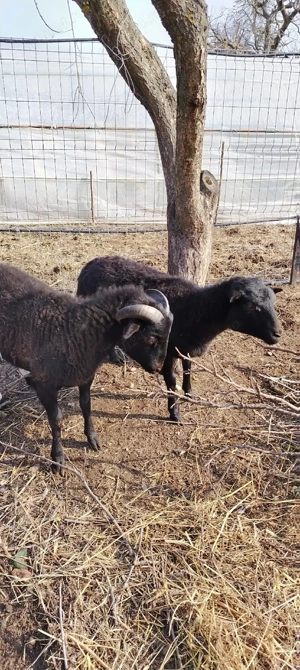 Vind oițe de carne, au sase luni sunt pereche fata și baiat - imagine 4