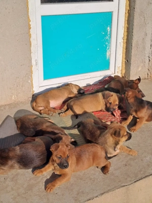 Căței disponibili - imagine 3