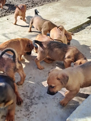 Căței disponibili - imagine 5