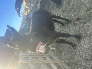 Mânză cu pui și Măgăriță gestantă  - imagine 2