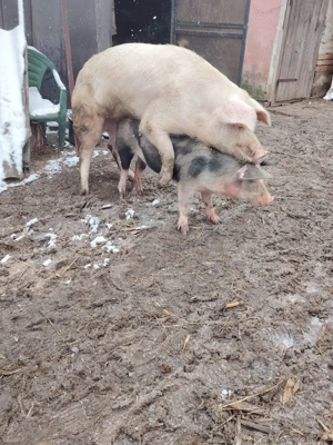 Scrofita montata  - imagine 2