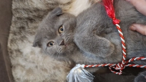 Pui Scottish Fold  - imagine 3