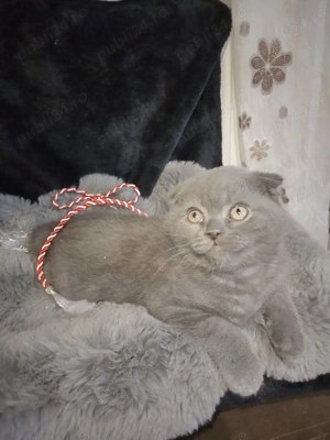 Pui Scottish Fold 