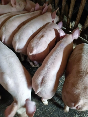 Șoldani 30-40kg Pic - imagine 2