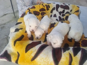 bichoni maltezi de vanzare talie mica 