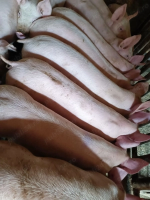 Șoldani 30-40kg Pic - imagine 4