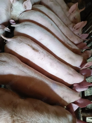 Șoldani 30-40kg Pic - imagine 3