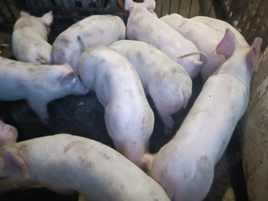 Șoldani Pic 3luni jumătate  - imagine 6