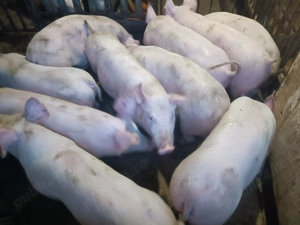 Șoldani Pic 3luni jumătate  - imagine 4