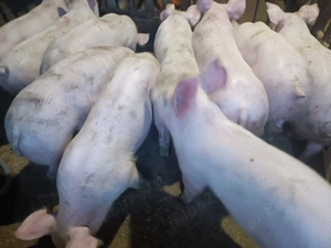 Șoldani Pic 3luni jumătate  - imagine 5