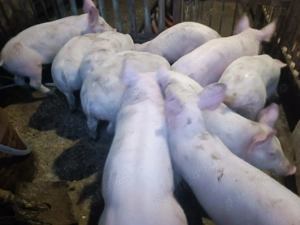 Șoldani Pic 3luni jumătate  - imagine 3