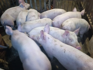 Șoldani Pic 3luni jumătate 