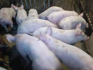 Șoldani Pic 3luni jumătate  - imagine 2