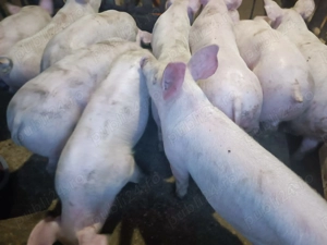 Șoldani rasă de Carne 