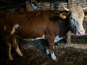 vaca cu lapte la a doua fatare  - imagine 2