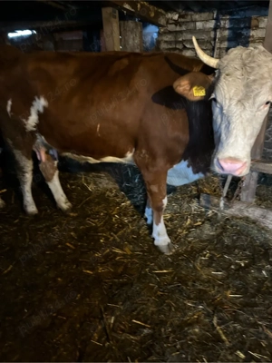 vaca cu lapte la a doua fatare  - imagine 4