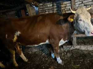 vaca cu lapte la a doua fatare  - imagine 3