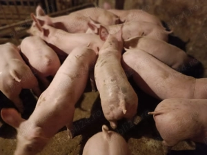 Șoldani Pick 3 luni jumătate  - imagine 2