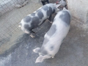 porci de vânzare crescuti natural cu cereale de mici rasa pietran cu landrace au in jur de 140-150kg - imagine 4