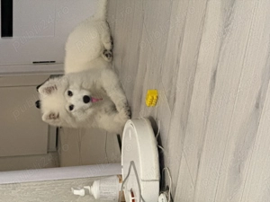 Vand pui samoyed 4 luni fetia