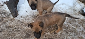 Pui ciobanesc belgian malinois - imagine 3