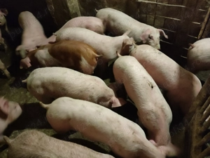 Șoldani Rasă de carne Pic 