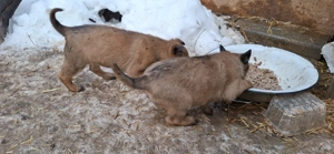 Pui ciobanesc belgian malinois - imagine 2