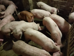 Șoldani Rasă de carne Pic  - imagine 3