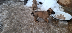 Pui ciobanesc belgian malinois - imagine 4