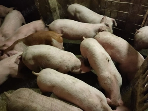 Șoldani Rasă de carne Pic  - imagine 2