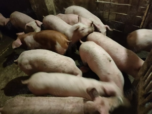 Șoldani Rasă de carne Pic  - imagine 6