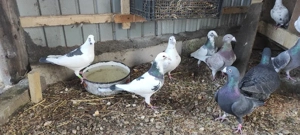 porumbei stil vechi - imagine 4