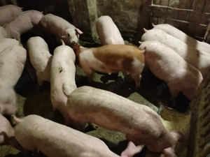 Șoldani Rasă de carne Pic  - imagine 7