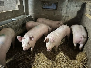 vand porci  - imagine 3