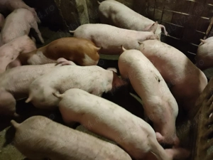 Șoldani Rasă de carne Pic  - imagine 5