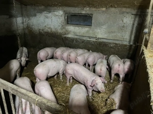 vand porci  - imagine 2