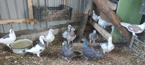 porumbei stil vechi - imagine 5