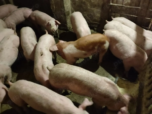 Șoldani Rasă de carne Pic  - imagine 8