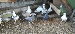 porumbei stil vechi - imagine 2