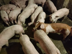 Șoldani Rasă de carne Pic  - imagine 10