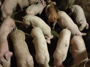 Șoldani Rasă de carne Pic  - imagine 4