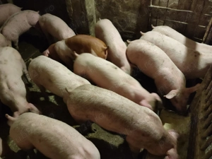 Șoldani Rasă de carne Pic  - imagine 9