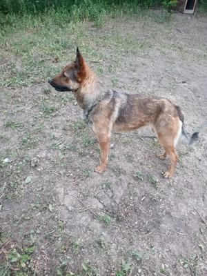 Donez catea belgian malinois - imagine 3