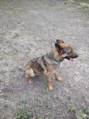 Donez catea belgian malinois - imagine 4