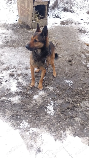 Donez catea belgian malinois - imagine 2