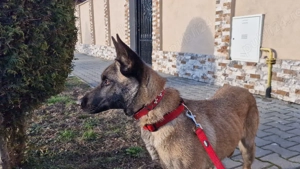 Catelusa Ciobanesc Belgian Malinois 8 luni