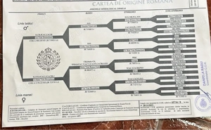 Mascul jagd terrier cu Pedigree jagdTerrier  - imagine 3