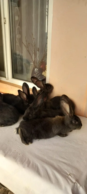 iepuri uriasi germani - imagine 3